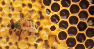 Cientistas usam própolis para combater cáries