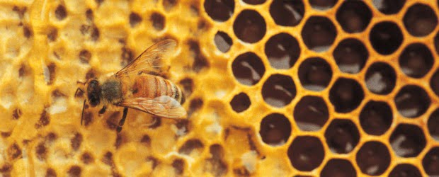Cientistas usam própolis para combater cáries