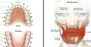Colgate lança Mini Atlas de Odontologia