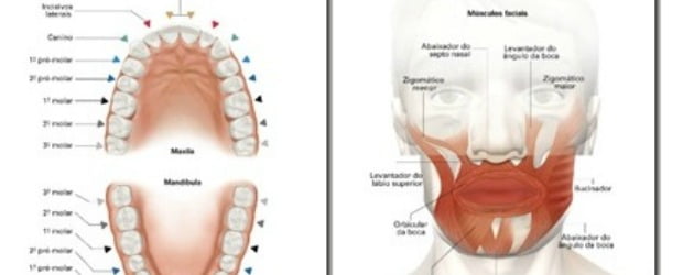 Colgate lança Mini Atlas de Odontologia