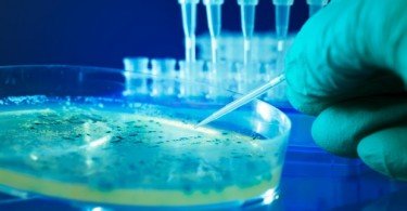 Bactéria pode prevenir infeções