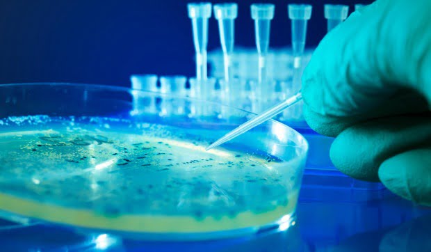 Bactéria pode prevenir infeções