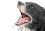 Planta ajuda no tratamento dentário de cães