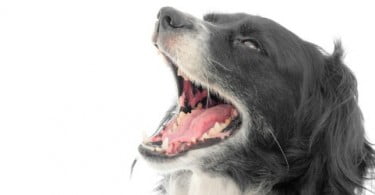 Planta ajuda no tratamento dentário de cães