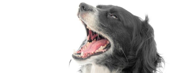 Planta ajuda no tratamento dentário de cães
