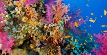 Substância de coral destrói superbactéria hospitalar em testes