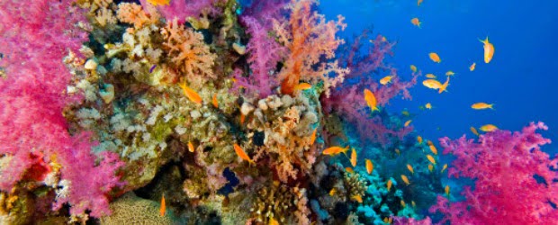 Substância de coral destrói superbactéria hospitalar em testes