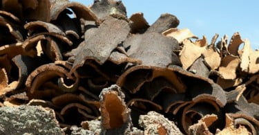 Cientistas portugueses extraem molécula antibacteriana da cortiça