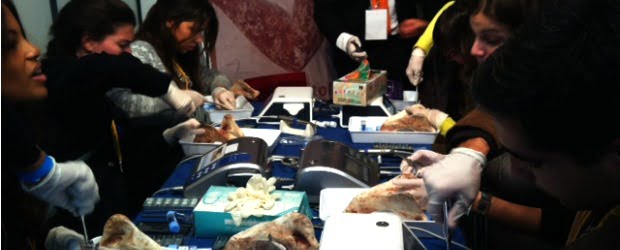 XX Congresso OMD/Expo-Dentária: Jovens em maioria no Centro de Congressos de Lisboa