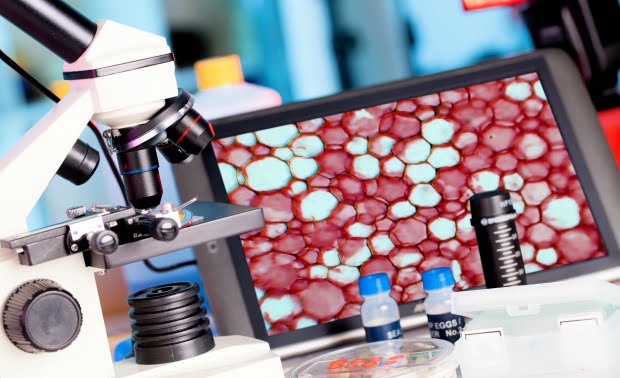 Investigadores nacionais estudam células estaminais cancerígenas e a ligação à quimioterapia