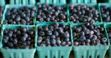 Solução para a doença periodontal pode estar no mirtilo