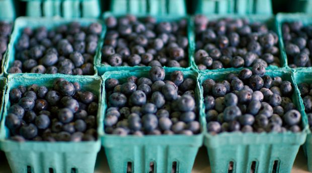 Solução para a doença periodontal pode estar no mirtilo