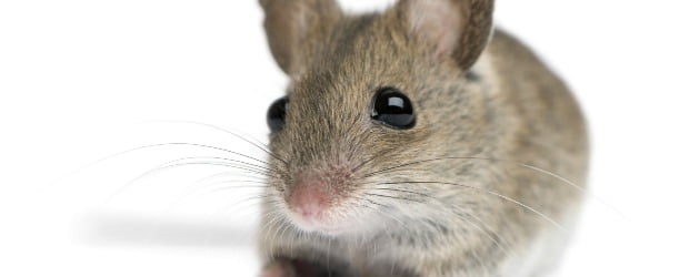 Cientistas norte-americanos revertem processo de envelhecimento em ratos