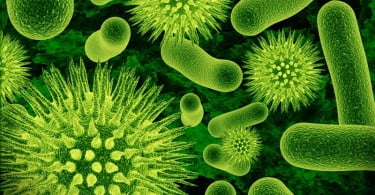 bactérias ilustração