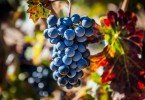 uvas Saúde Oral