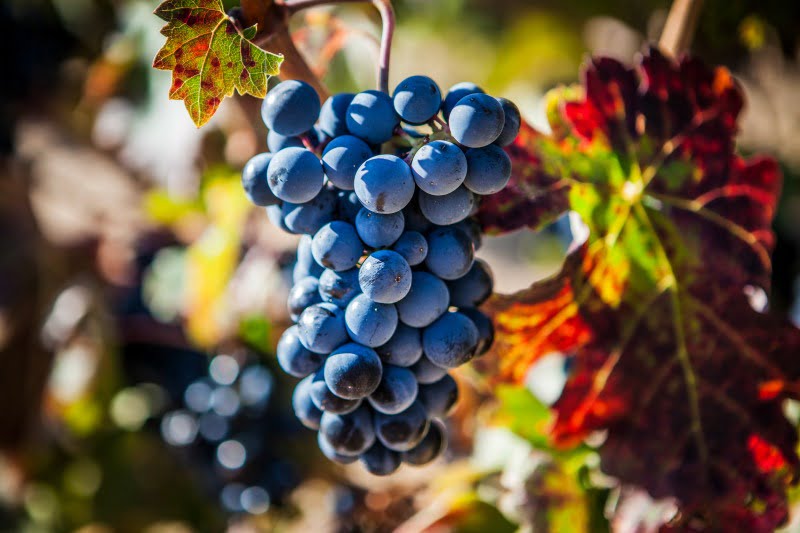 uvas Saúde Oral