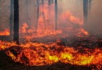 OMD oferece-se para ajudar a identificar vítimas do incêndio de Pedrógão Grande