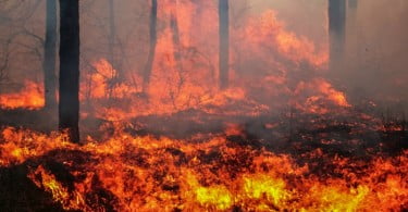 OMD oferece-se para ajudar a identificar vítimas do incêndio de Pedrógão Grande