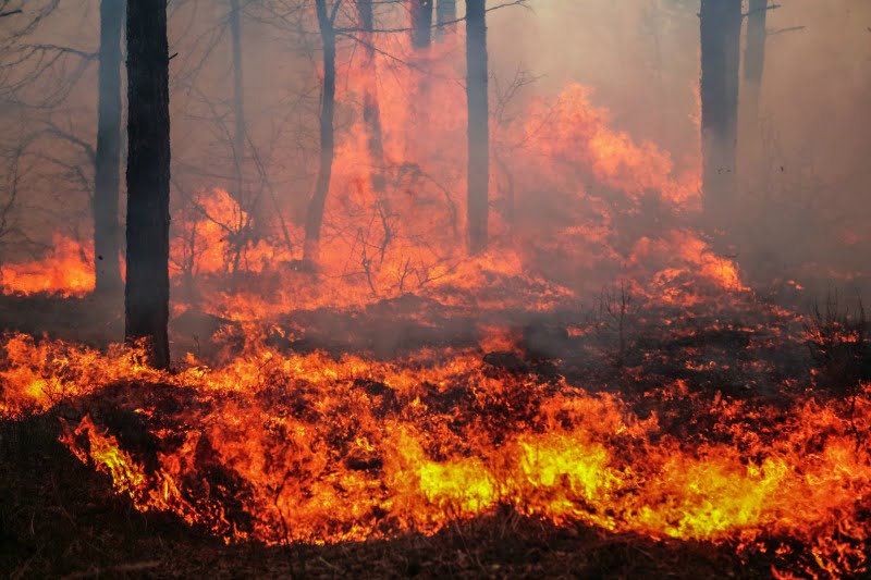 OMD oferece-se para ajudar a identificar vítimas do incêndio de Pedrógão Grande