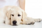cão Saúde Oral