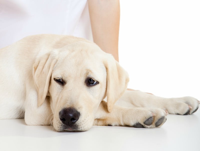 cão Saúde Oral