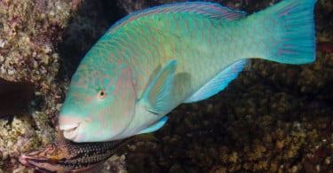 Peixe papagaio: a solução para desenvolvimento de novos biomateriais?