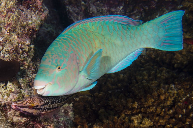 Peixe papagaio: a solução para desenvolvimento de novos biomateriais?