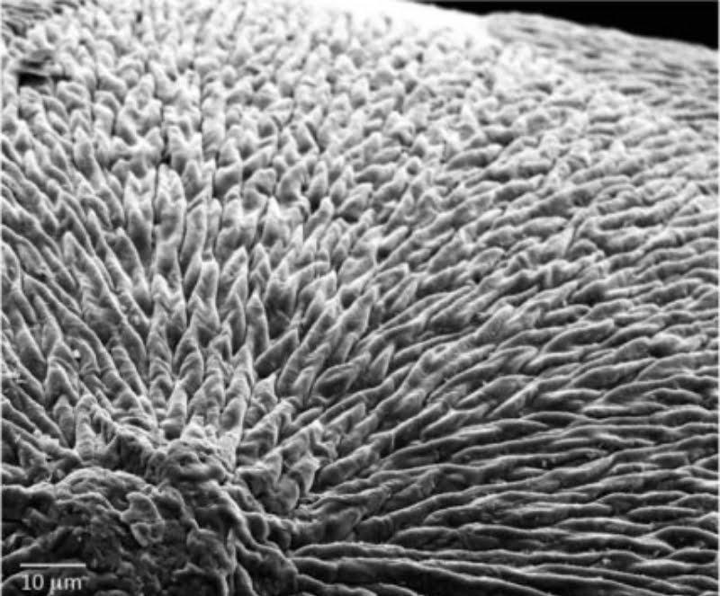 Investigadores desenvolvem material capaz de regenerar esmalte dentário