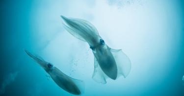 Osso do choco pode ser transformado em próteses dentárias