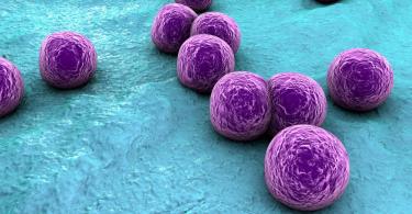Foi criada recentemente uma vacina experimental que protege até 80% dos ratos contra a Staphylococcus aureus, uma bactéria frequentemente encontrada no trato respiratório superior e na pele.