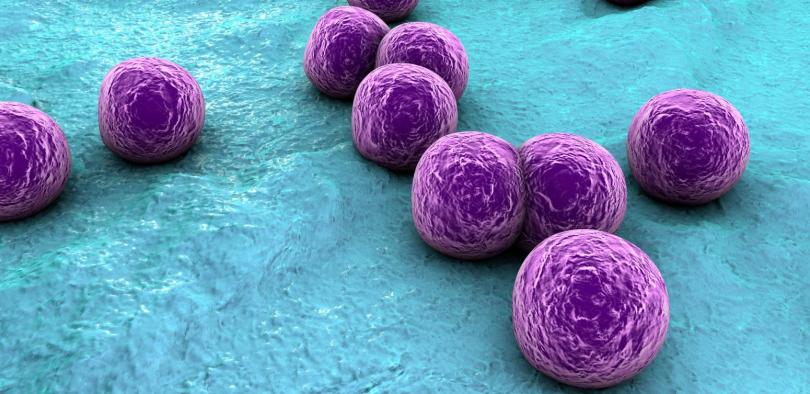 Foi criada recentemente uma vacina experimental que protege até 80% dos ratos contra a Staphylococcus aureus, uma bactéria frequentemente encontrada no trato respiratório superior e na pele.