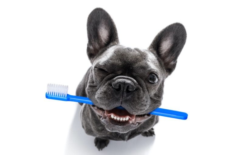 Branqueamento dentário para cães estará disponível brevemente