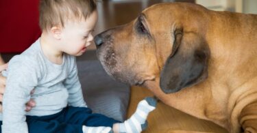 Um estudo recentemente publicado revelou que a terapia com animais reduz a ansiedade de ir ao dentista entre as crianças.