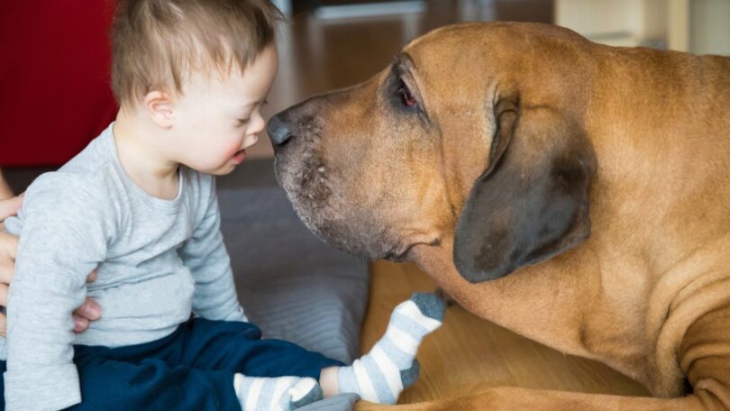 Um estudo recentemente publicado revelou que a terapia com animais reduz a ansiedade de ir ao dentista entre as crianças.