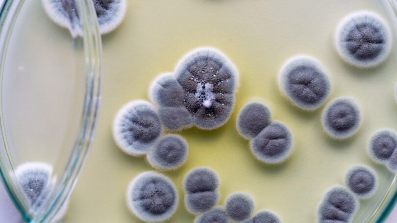 Estudo: Alergia a penicilina afeta sucesso de implantes dentários